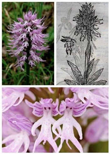 Orchis Italica