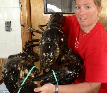 Massive Lobster
