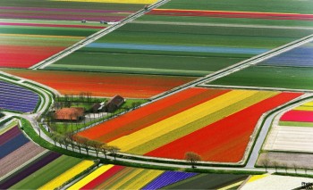 Tulip Farm