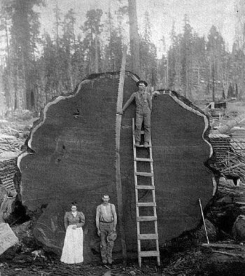 Checkout This Amazingly Old Tree