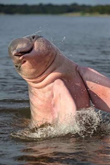 Amazon Pink River Dolphin