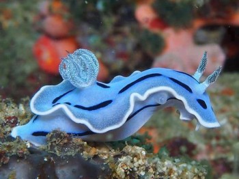 Blue Sea Slug