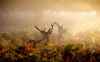 Red Deer in Autumn Mist