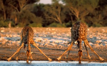 Giraffes Getting A Drink