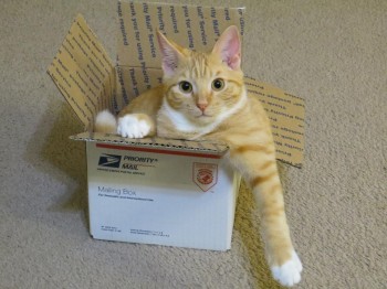 Yay! My cat has arrived!