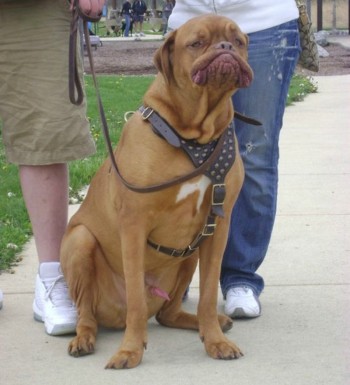 Derp