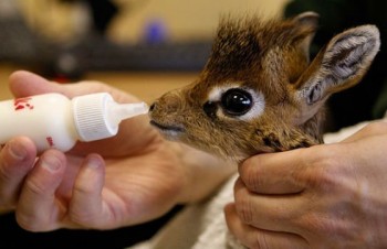 Baby Dik Dik