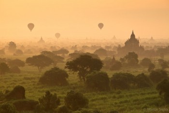 Forest Hot Air Balloons