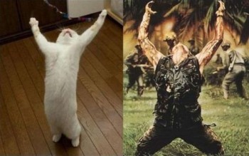 Platoon Cat