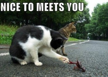 Nice to meet you
