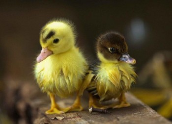 Ducklings