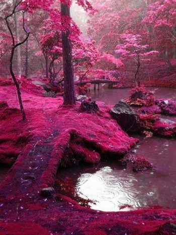 Moss Bridges