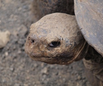 Angry Turtle