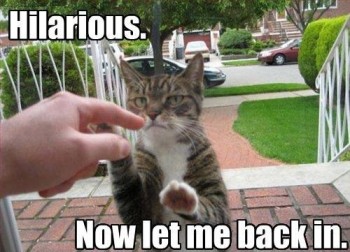 Cat Is Not Amused
