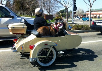 Motorcycle Dog