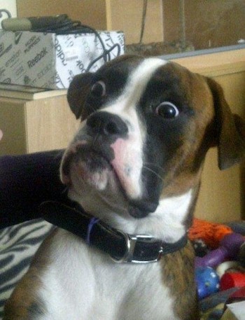 Say What?!