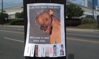 Have You Seen This Dog?