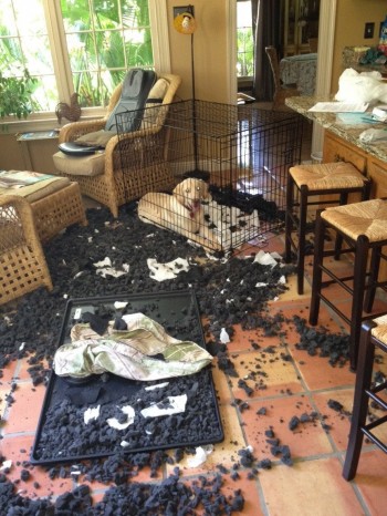 Bad Dog