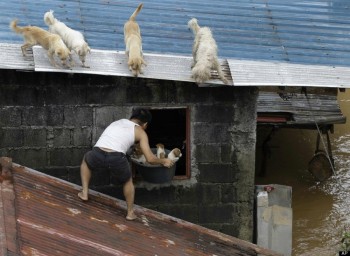 A guy rescuing four pups during a flash flood in the Philippines