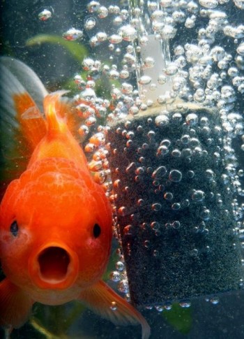 Omg bubbles