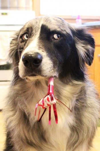 My friend's dog has a skeptical about birthday parties...