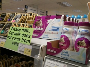 Cats Milk