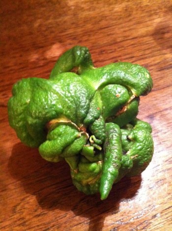 Evil Lime