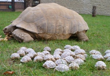 Turtles return to the mother ship