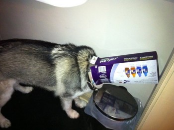 So I heard some rummaging in my trash..