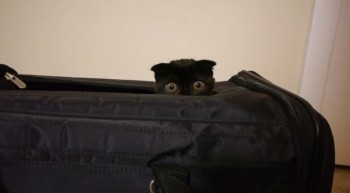 Soon..