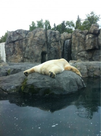Just a polar bear taking a nap