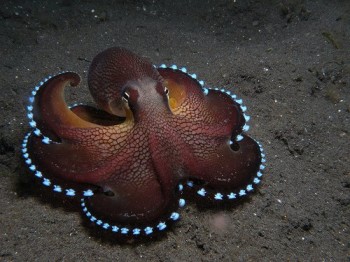Glowing Octopus