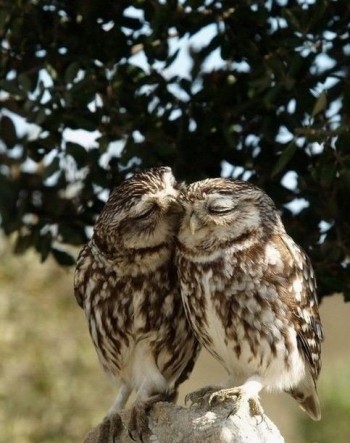 Comforting