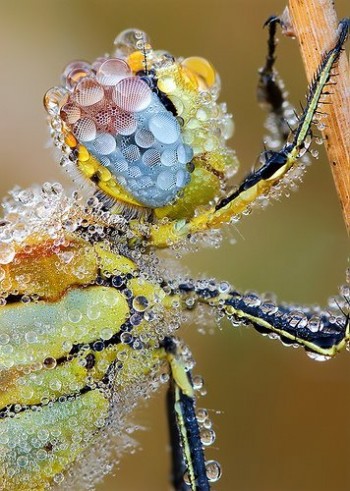 Morning Dew On Dragonfly
