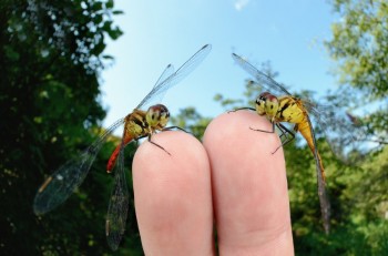 How to Train Your Dragonfly