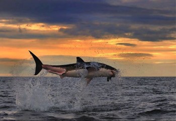 Shark Jump