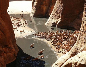 Guelta d'Archei Oasis, Sahara Desert