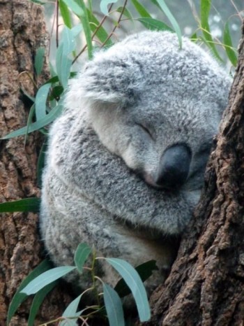 Just a Koala taking a nap