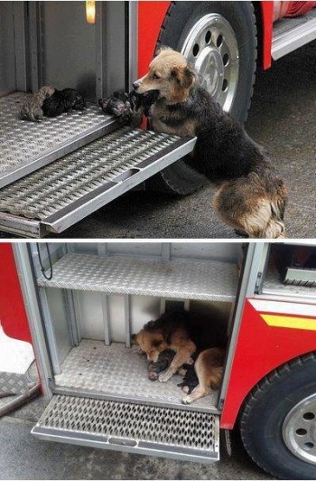 Dog saves all her puppies from a house fire