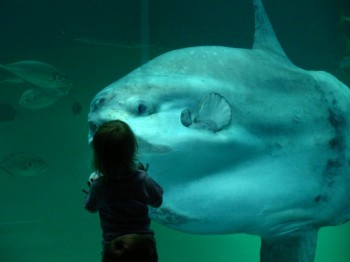 That is one big Ocean Sunfish