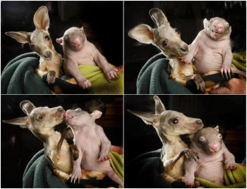 Orphaned Baby Kangaroo and Wombat