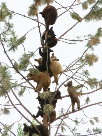 Just bears in a tree