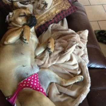 So my mates dog is on her period...