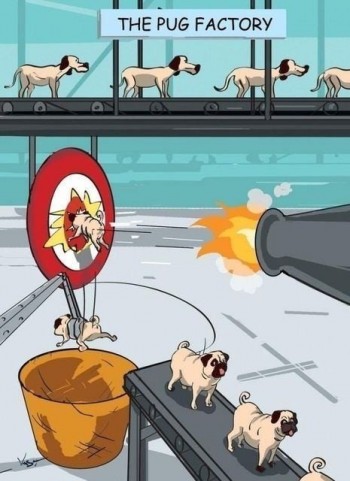 The Pug Factory