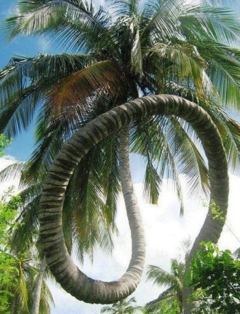 This tree doesn't care about gravity