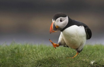 Every day I'm puffinin'...