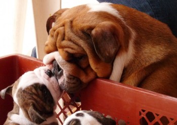 Bully Kisses