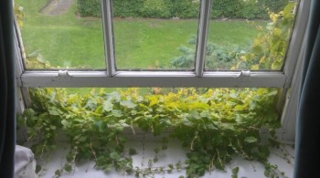 Left my window open for a few days and biology happened