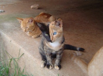 The Harvey Dent (Two-face) of the cat world