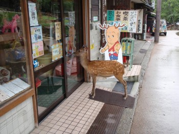 I went to Japan. A deer was waiting to go into a store
